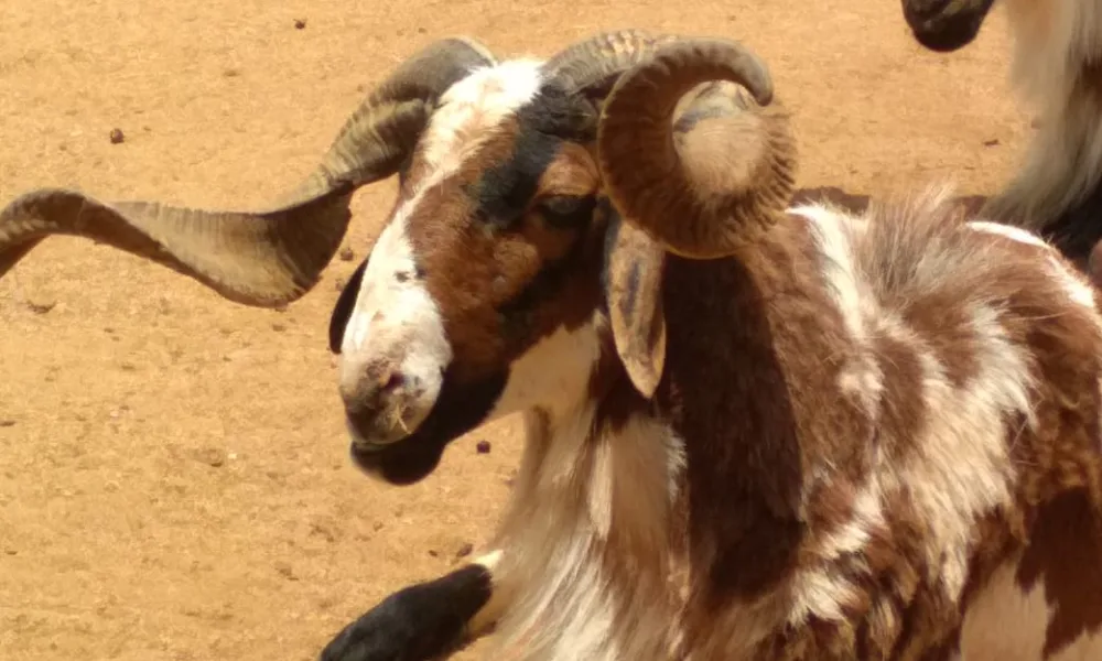 Vembur Sheep